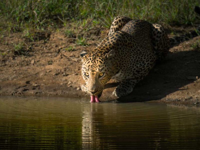 5 Days Sri Lanka Grand Tour – Culture, Hills, Wildlife & Beaches