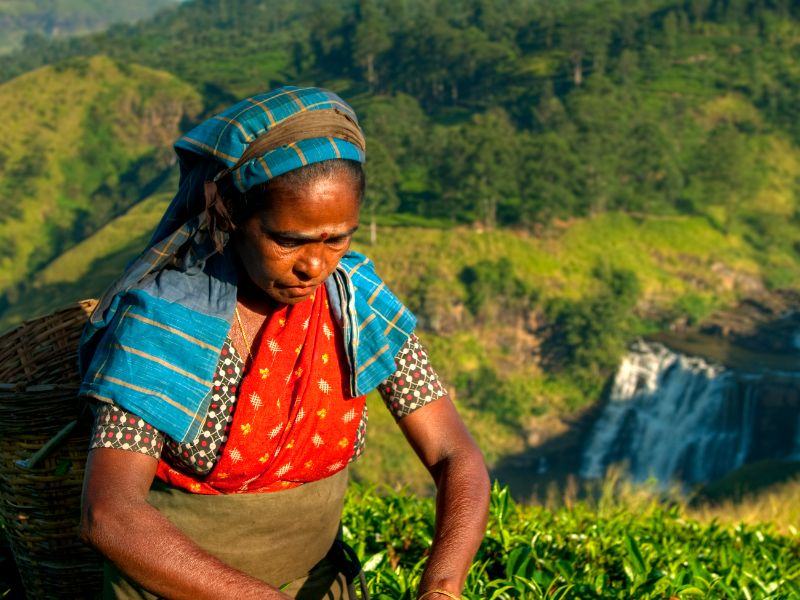 5 Days Sri Lanka Grand Tour – Culture, Hills, Wildlife & Beaches