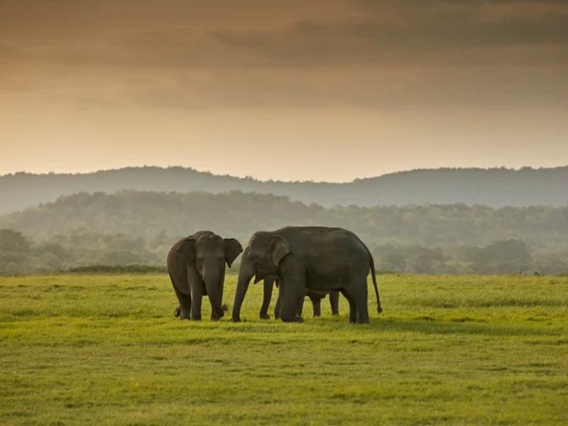 7 Days Sri Lanka Grand Journey – Sigiriya, Kandy, Nuwara Eliya, Bentota & Colombo