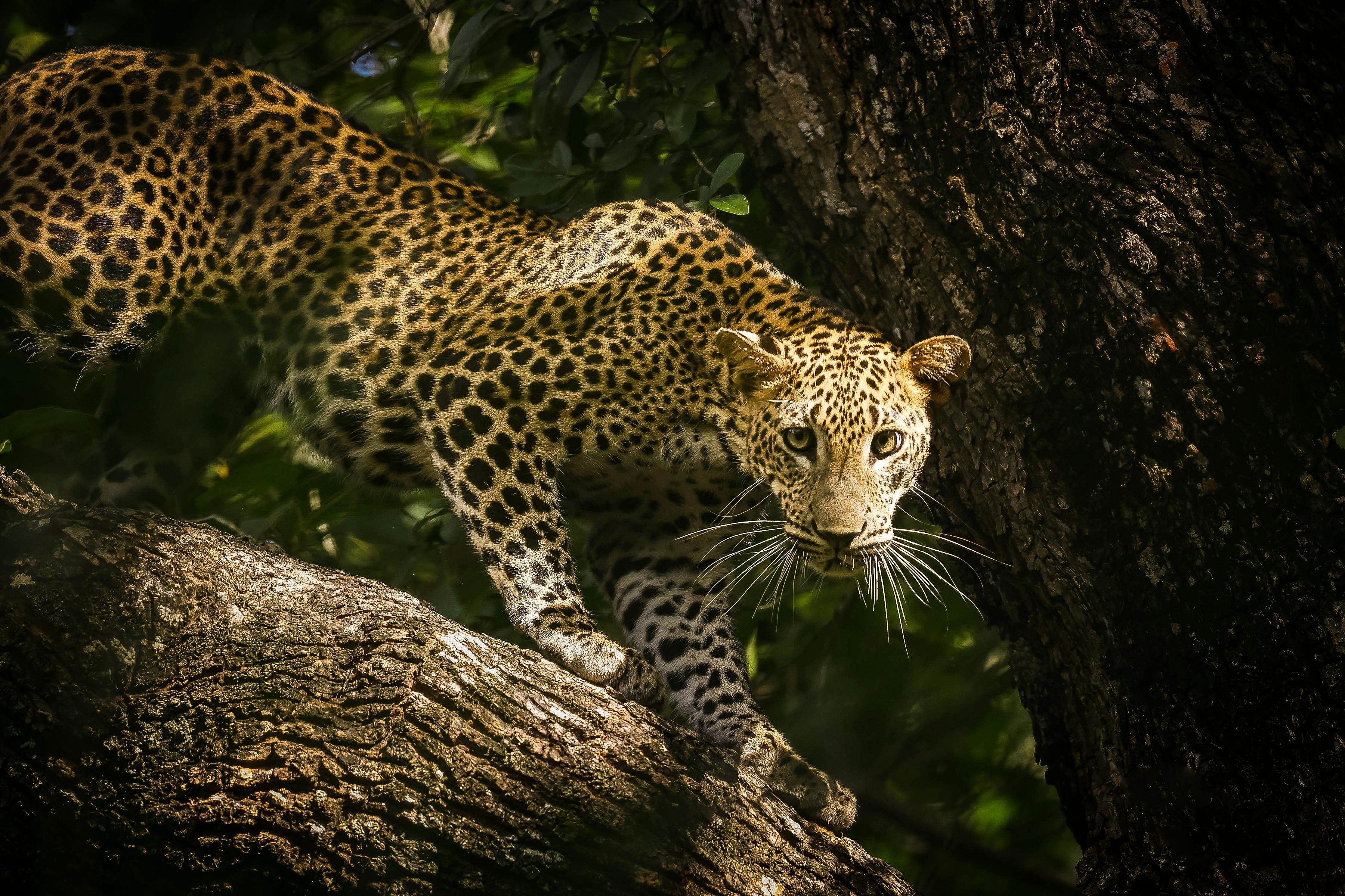 09 Days Ultimate Sri Lanka Grand Tour
